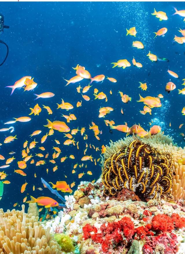 Top 10: Die besten Tauchspots der Welt malediven-korallenriff-tauchen-g-1272789566.jpg