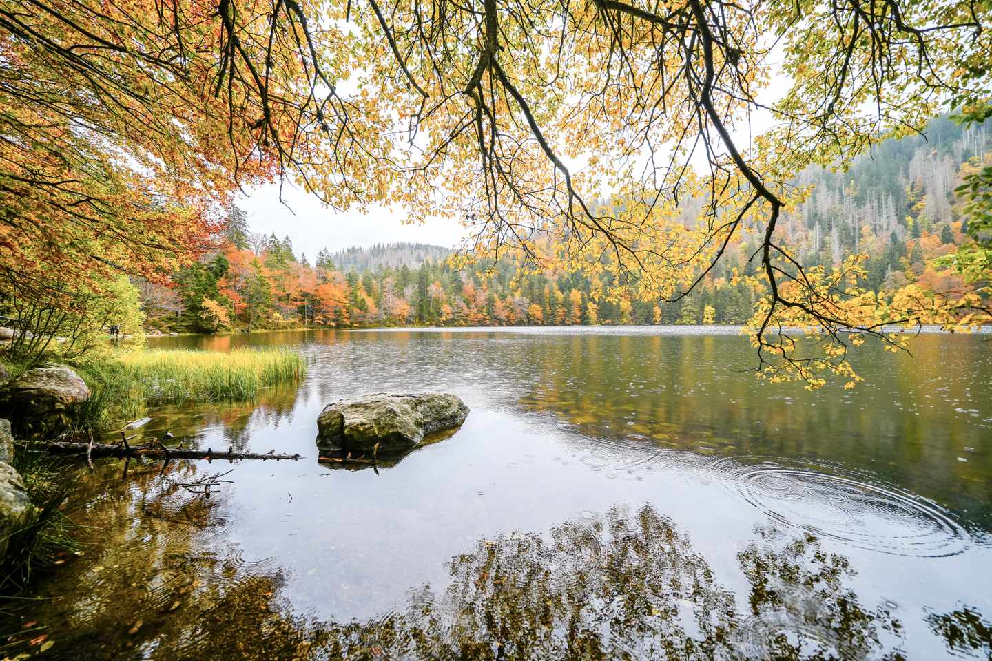 deutschland-schwarzwald-herbst-am-feldberg-g-2114121688.jpg