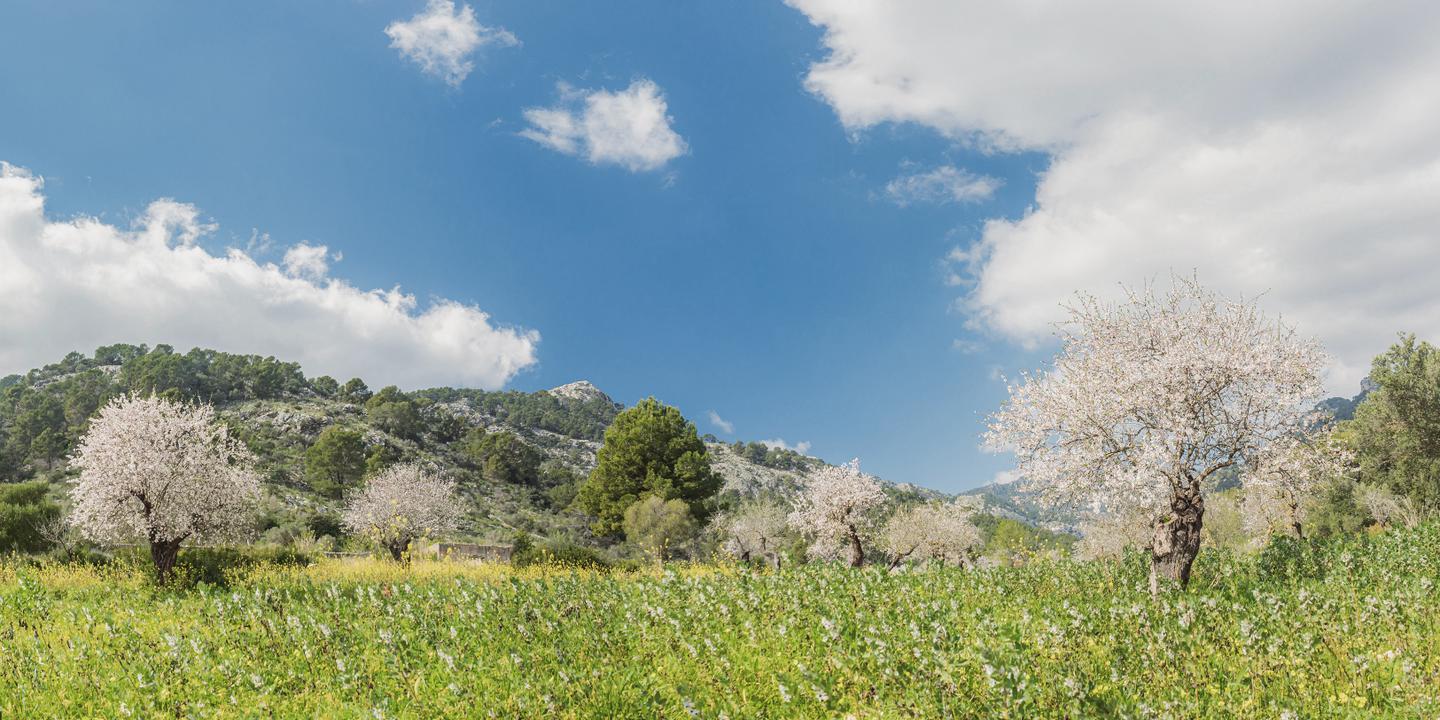 spanien-mallorca-mandelbluete-g-1205109428.jpg