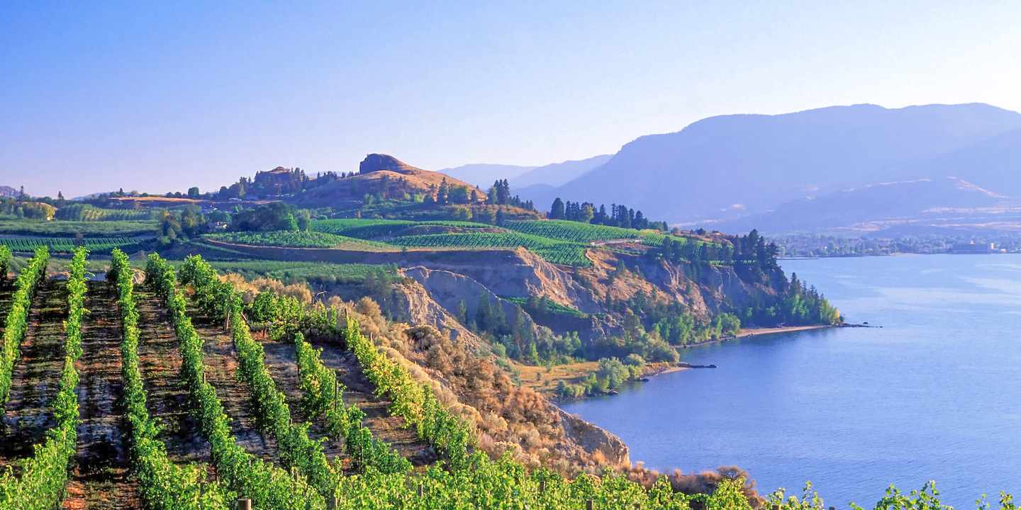Weinberge an den Hängen des Okanagan Lake bei Naramata mit bewaldeten Bergen in British Columbia