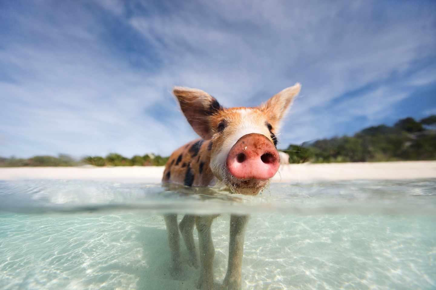 bahamas-pig-beach-klein-g-467436773.jpg