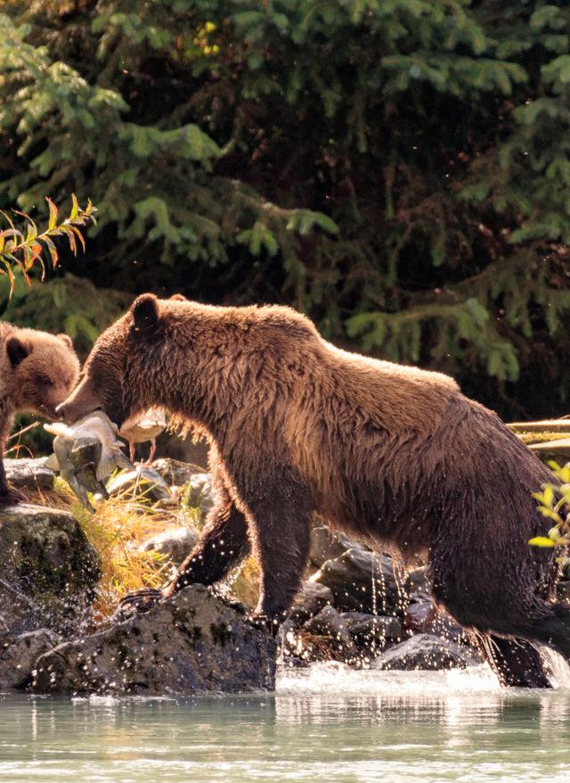 usa-alaska-haines-mutterbär-füttert-jungbären-g-1056697090.jpg