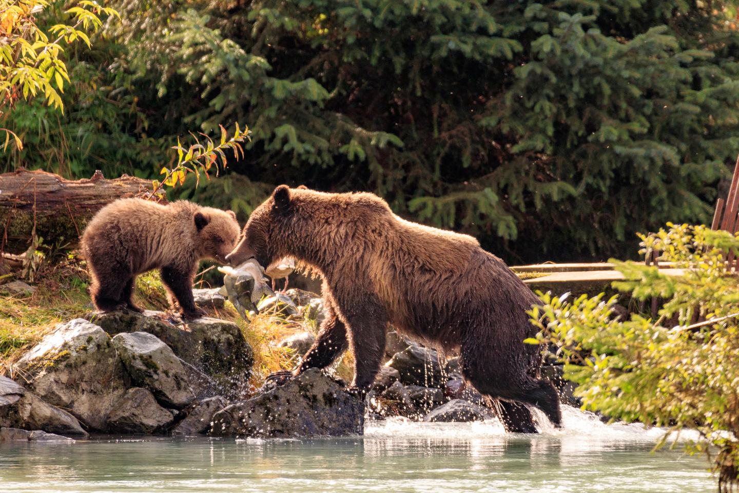 usa-alaska-haines-mutterbär-füttert-jungbären-g-1056697090.jpg