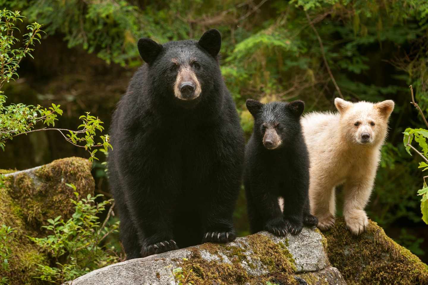 kanada-british-columbia-drei-baeren.jpg