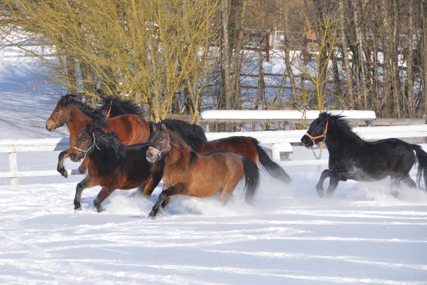 oesterreich-alpen-ampflwang-schneelandschaft-pferde-aldiana.jpg