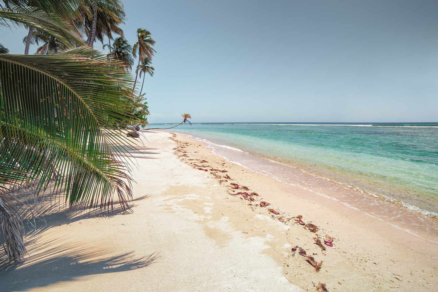 blt09a3d3d8c0c69bff-Karibik-Trinidad-und-Tobago-wei_er-Sandstrand-mit-Kokospalmen-g-1463523076.jpg Sandstrand mit Palmen im Trinidad und Tobago Urlaub