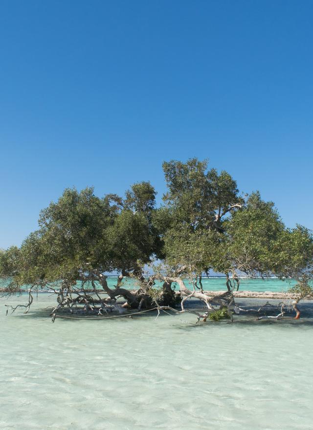 aegypten-wadi-el-gemal-mangrovenbaum-im-wasser-g-1480756433.jpg