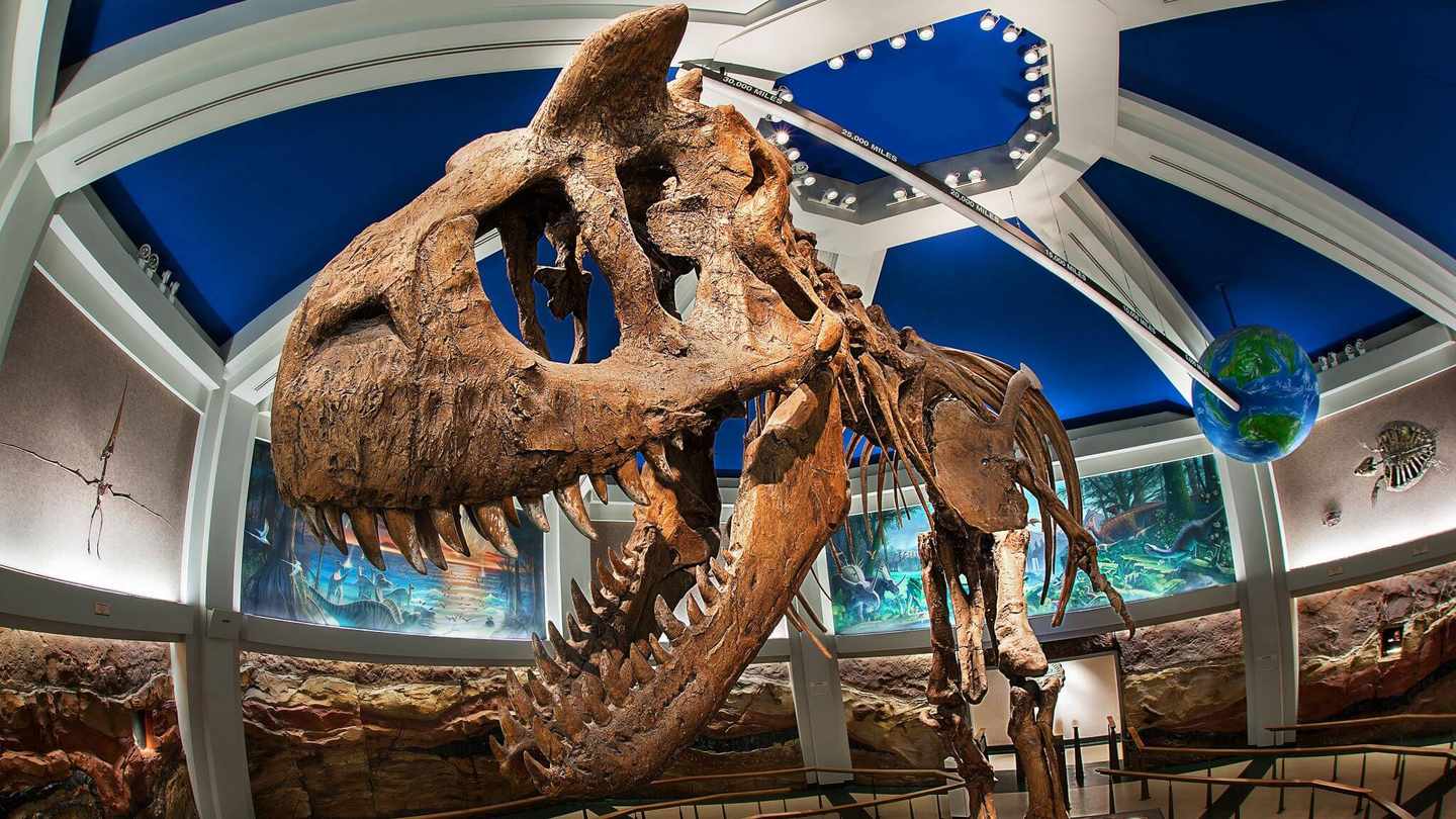 disney-world-resort-animal-kingdom-dinosaur-gallery.jpg