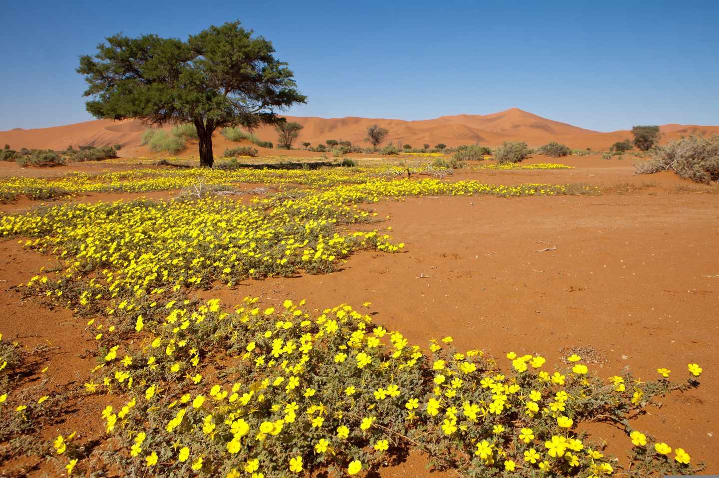 Namibia-Wüste-Blumen-Dertour-g-120902629.jpg