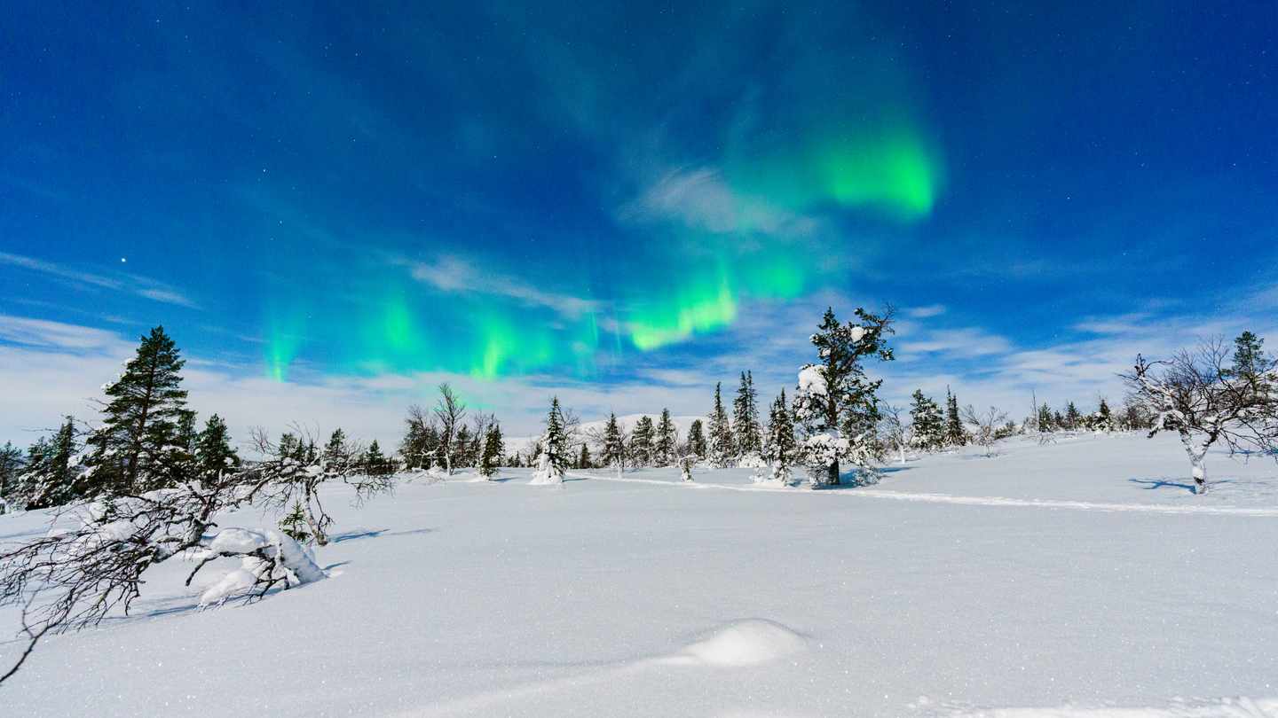 Polarlichter über verschneiter Landschaft mit Nadelbäumen in Finnisch-Lappland unter klarem Nachthimmel