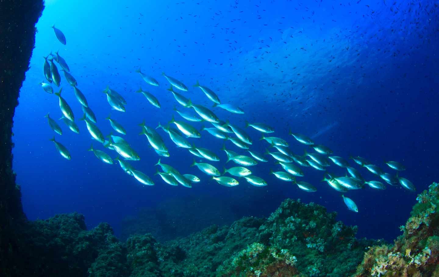blt43e5ca28c056a80d-tiere-mittelmeer-fisch-schule-g-514685235.jpg Fisch-Schule im Mittelmeer