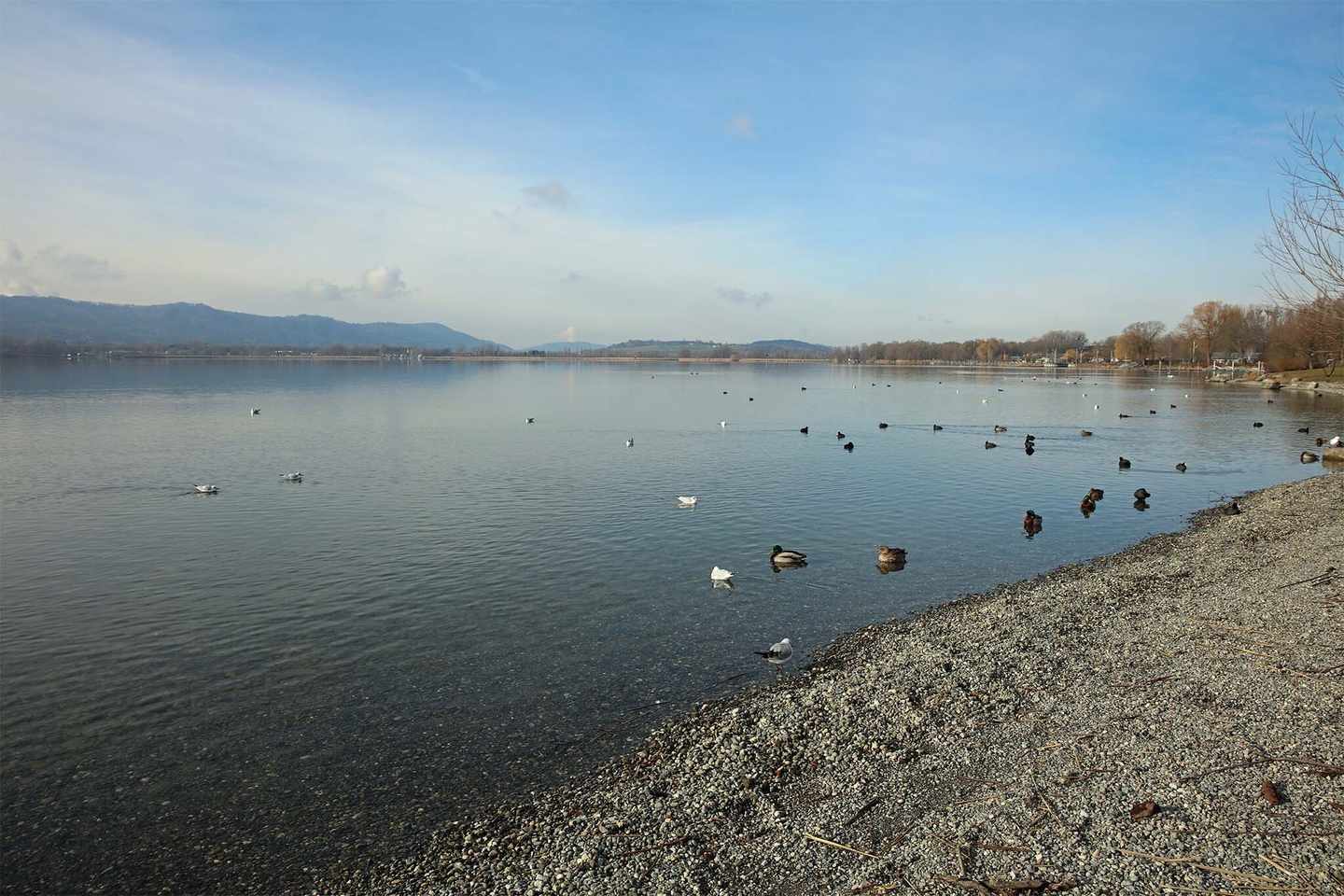 deutschland-bodensee-schoenste-straende-radolfzell-seeufer-mit-enten-g-918015900.jpg