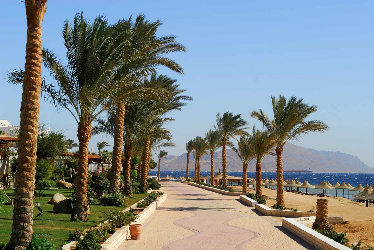 aegypten-scharm_el-scheich-strandpromenade-palmen-g-147258069.jpg