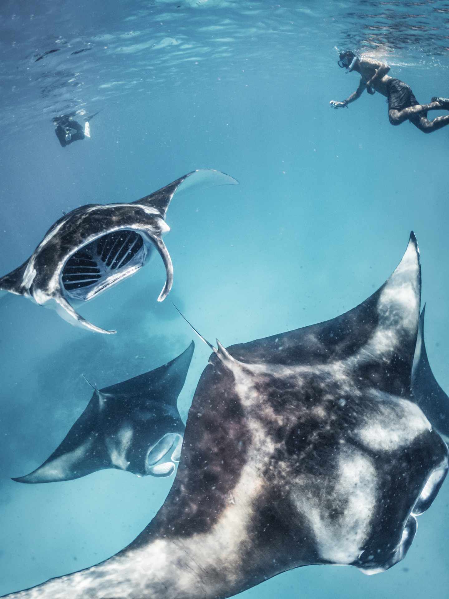 blt0111dd3ea2fd3888-Malediven-Mantarochen-g-1176159176.jpg Mantarochen