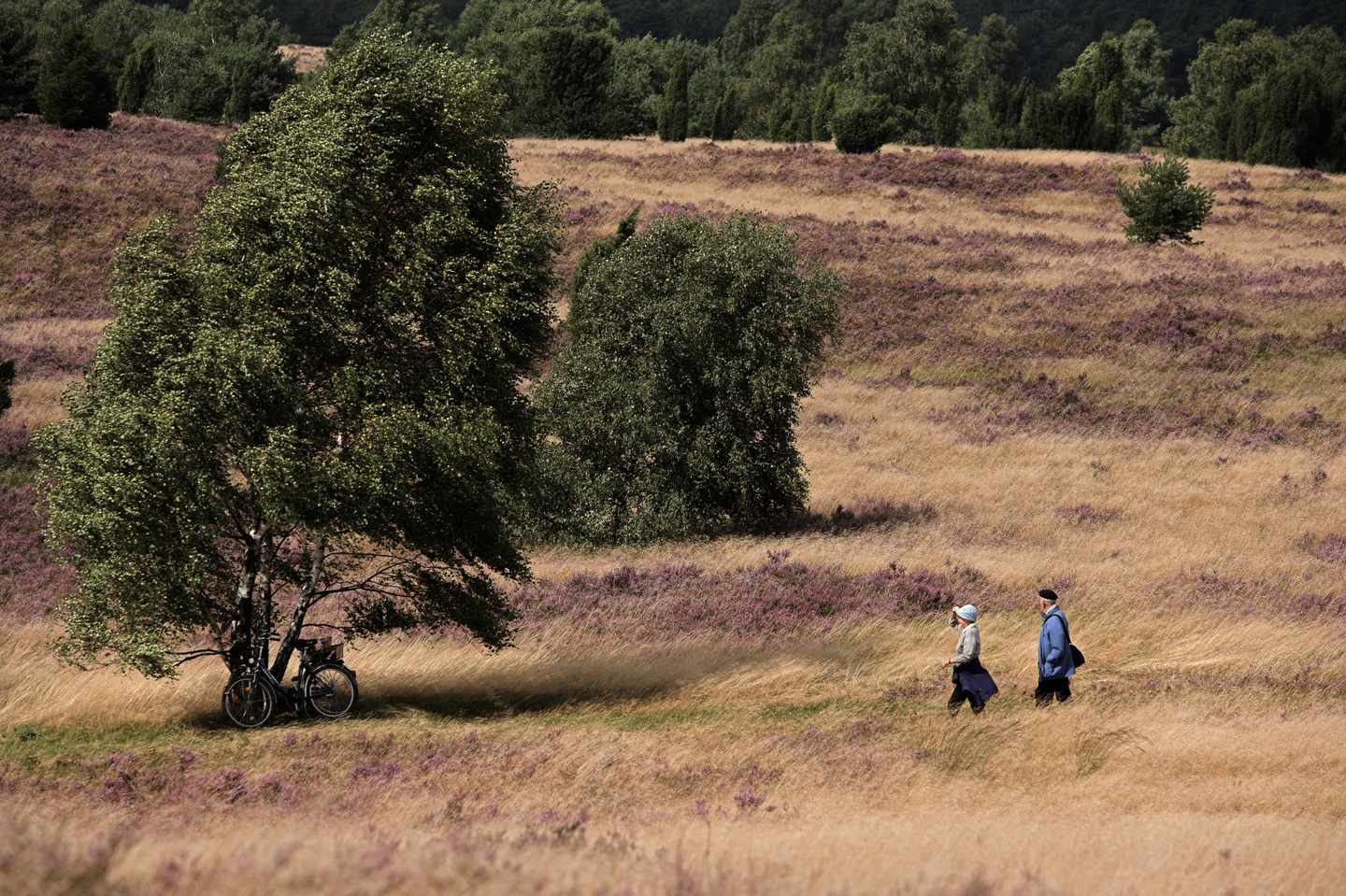 deutschland-niedersachsen-lueneburger-heide-paar-wanderung-g-90401357.jpg