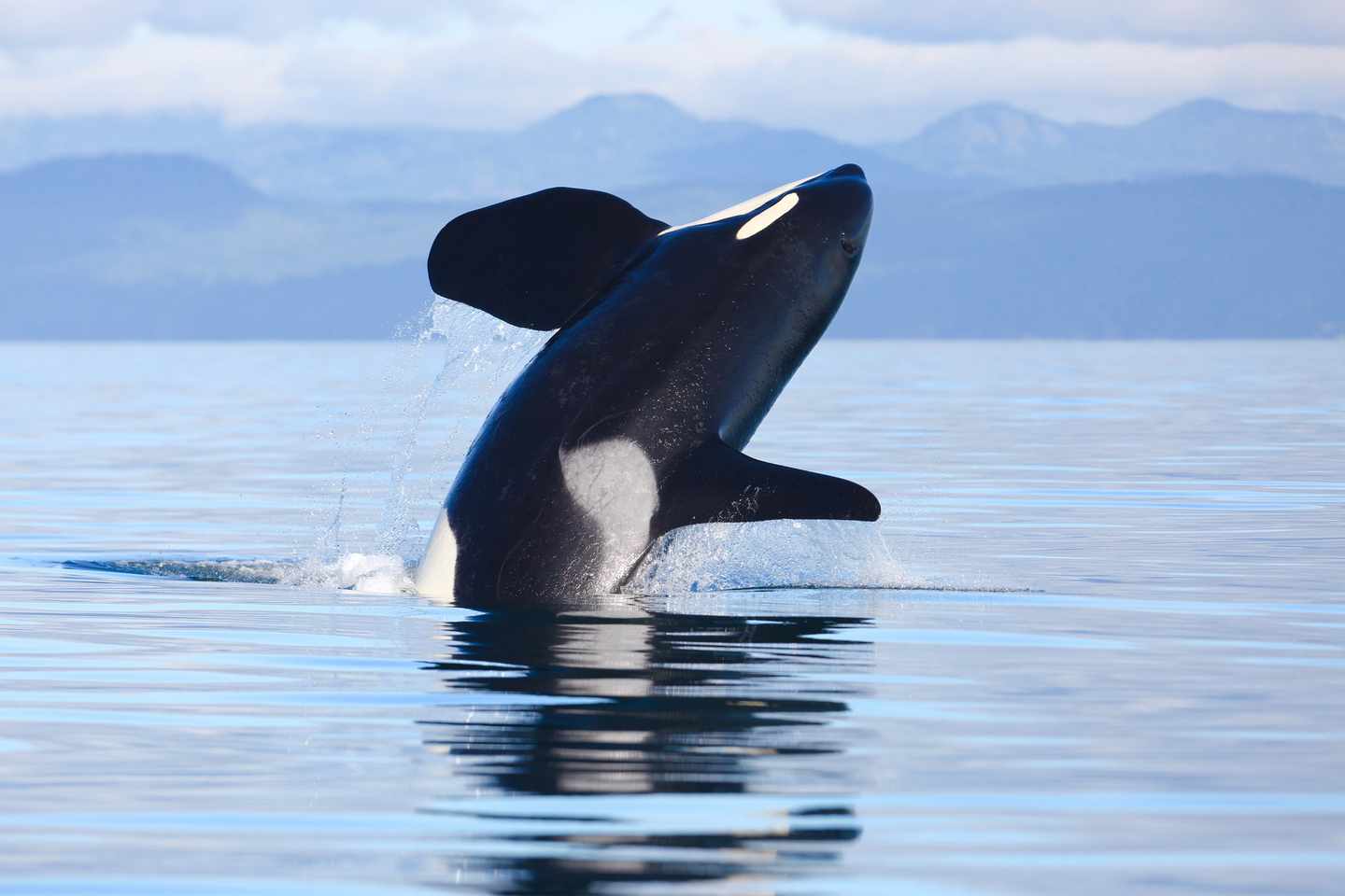 kanada-british-columbia-vancouver-island-wale-t-623590968.jpg