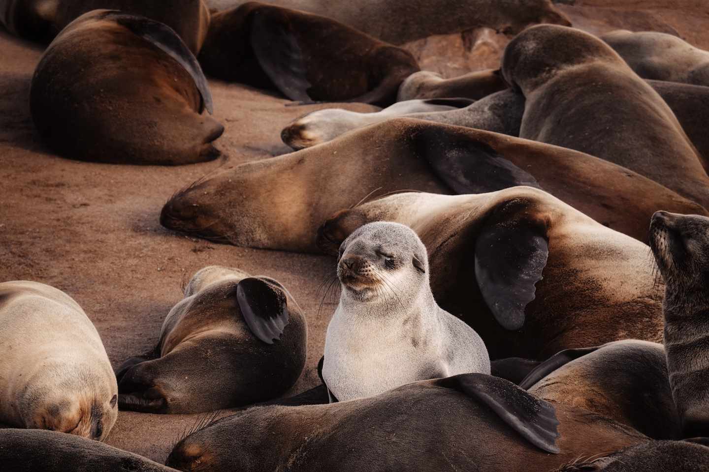 namibia-cape-cross-seal-reserve-robbenwelpe-g-1408751231.jpg