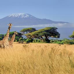afrika-kenia-safari-kilimandscharo-giraffen-g-697689066.jpg
