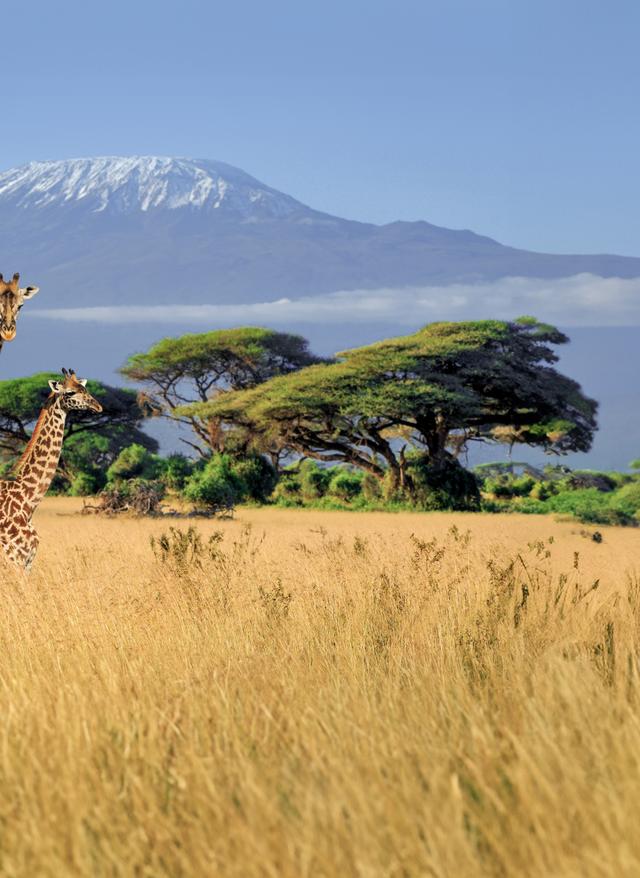 Zu den Angeboten Kenia - Giraffen in der Savanne vor dem Kilimandscharo