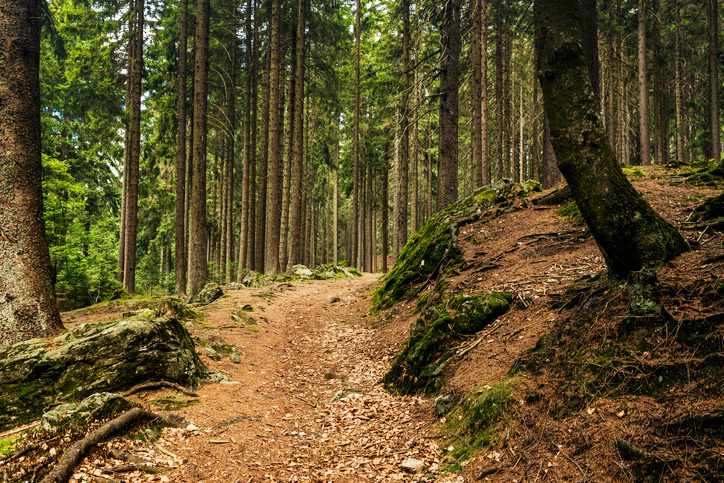 deutschland-bayrischer-wald-g-1073676518.jpg