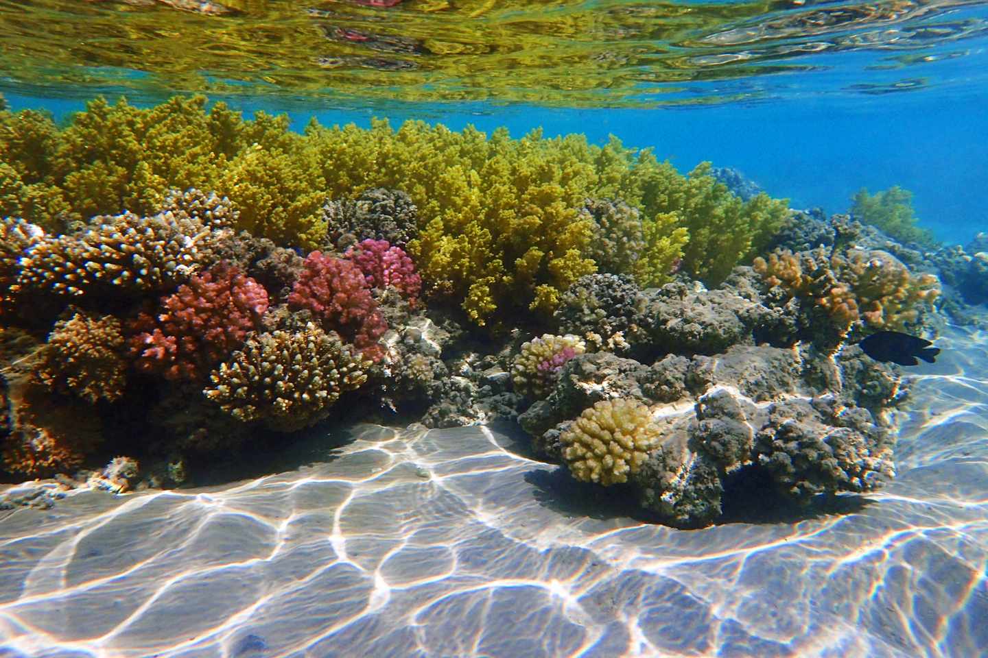 Ägypten-Makadi-Bucht-Korallenriff-g-1326392794.jpg