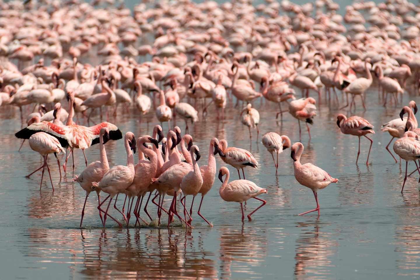 Kenia-Flamingos-Lake-Nakura-g-523167780.jpg