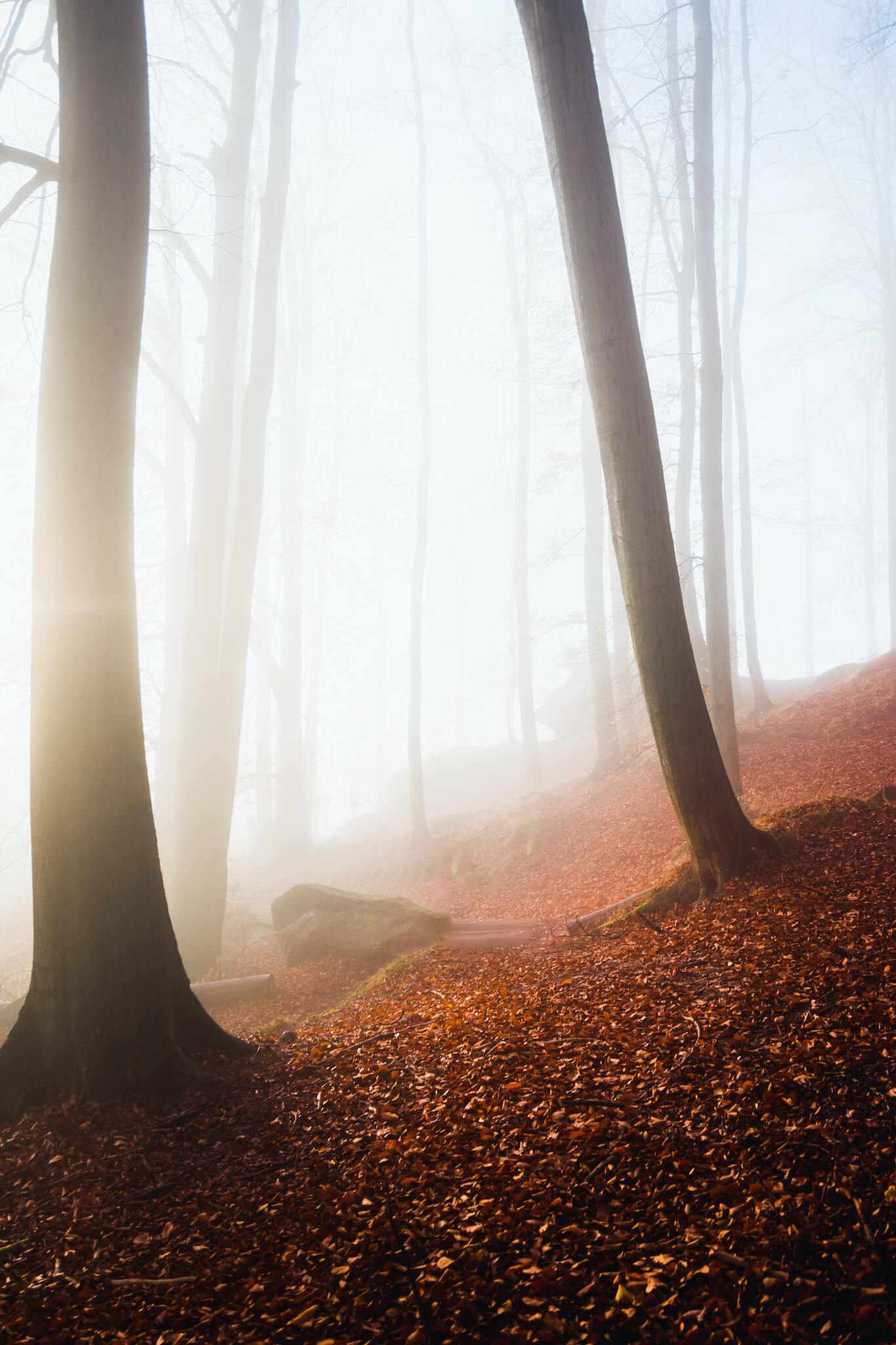 blt4e5d832a726408f5-deutschland-saechsische-schweiz-2-kolkrabenjan__1_.jpg Mystischer Fotospot: Nebel in der Sächsischen Schweiz