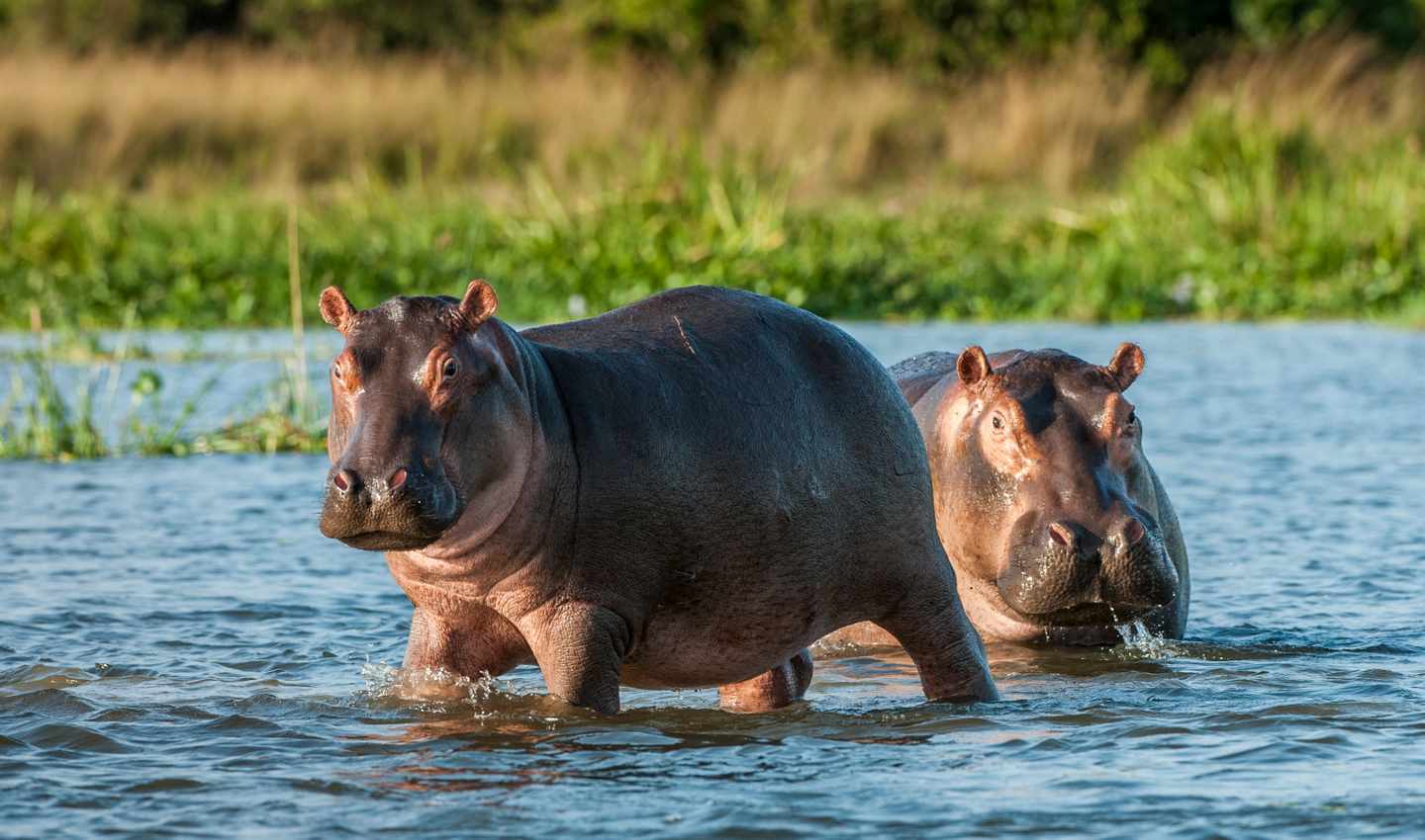 simbabwe-nilpferd-t-531856654.jpg