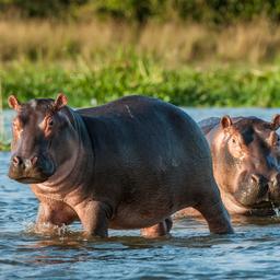 simbabwe-nilpferd-t-531856654.jpg