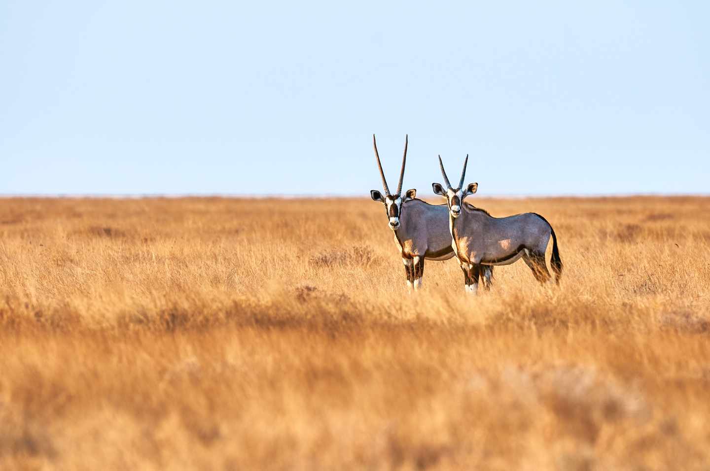 Zwei Oryxe stehen in einer weiten trockenen Graslandschaft und blicken in Richtung Kamera
