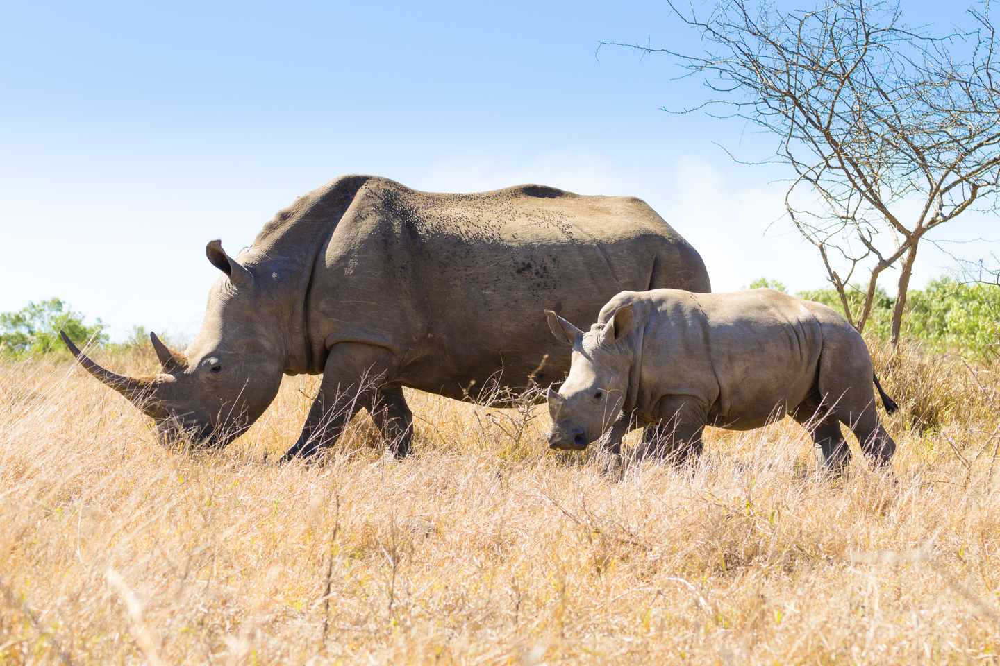 Breitmaulnashorn mit Jungtier im trockenen Gras des Hluhluwe-iMfolozi Parks in Südafrika