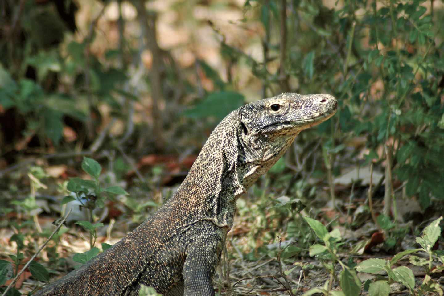 naturwunder-indonesien-komodo-nationalpark-DER1001917.jpg