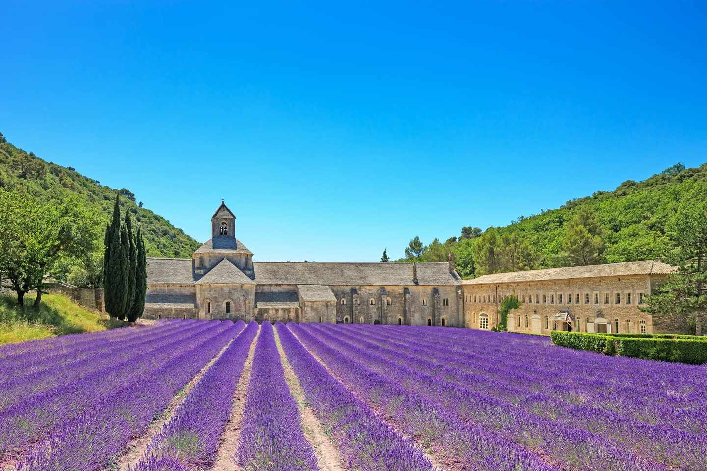 frankreich-provence-lavendel-feld-t-177710126.jpg