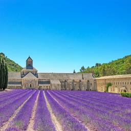frankreich-provence-lavendel-feld-t-177710126.jpg