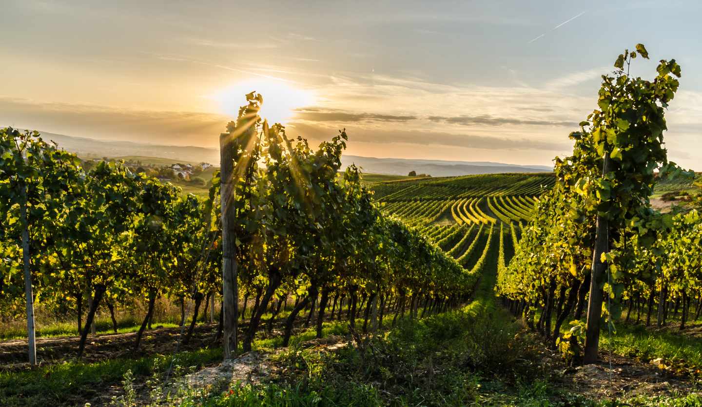 deutschland-weinregionen-rheinhessen-weinberg-g-1343881037.jpg