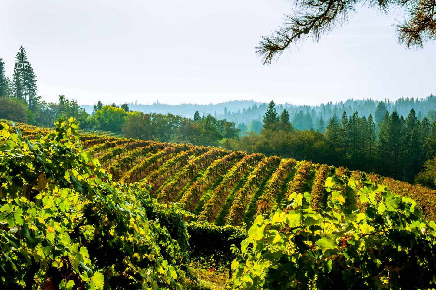 usa-kalifornien-el-dorado-county-weinberge-im-herbst-g-491316300.jpg