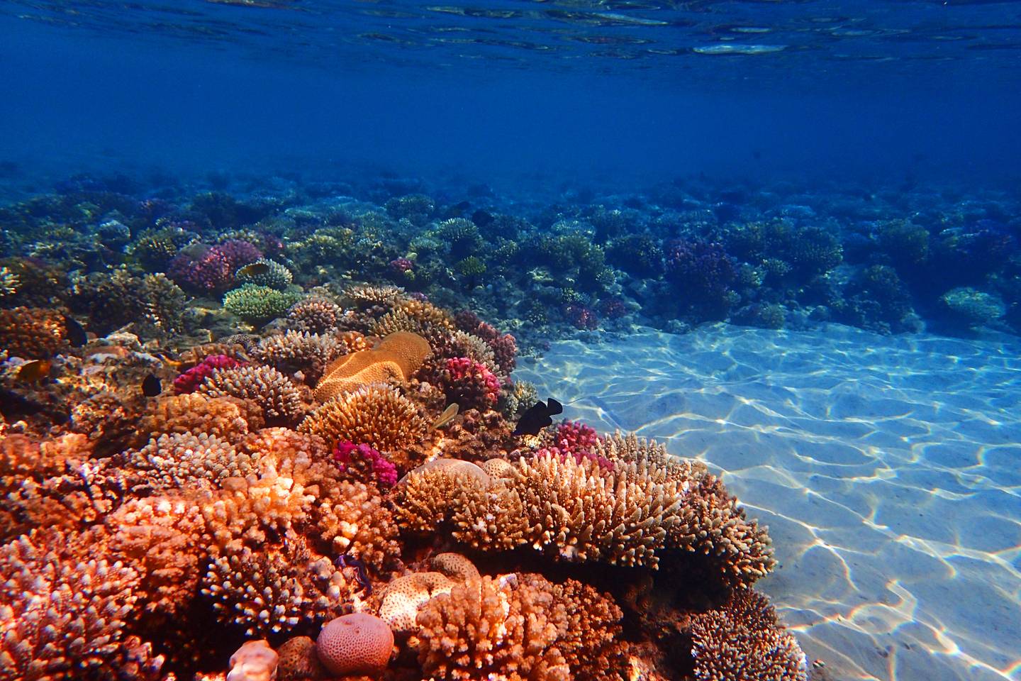 blta42429552943e44f-aegypten-sharm-el-sheikh-unterwasser-g-1078486120.jpg aegypten-sharm-el-sheikh-unterwasser-g-1078486120.jpg
