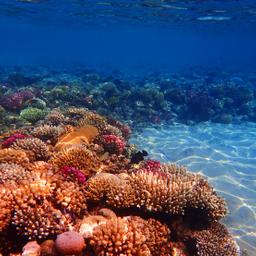 aegypten-sharm-el-sheikh-unterwasser-g-1078486120.jpg