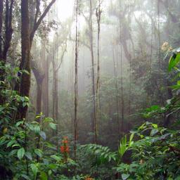 costa-rica-regenwald-p-DX56367_E-11678681.jpg