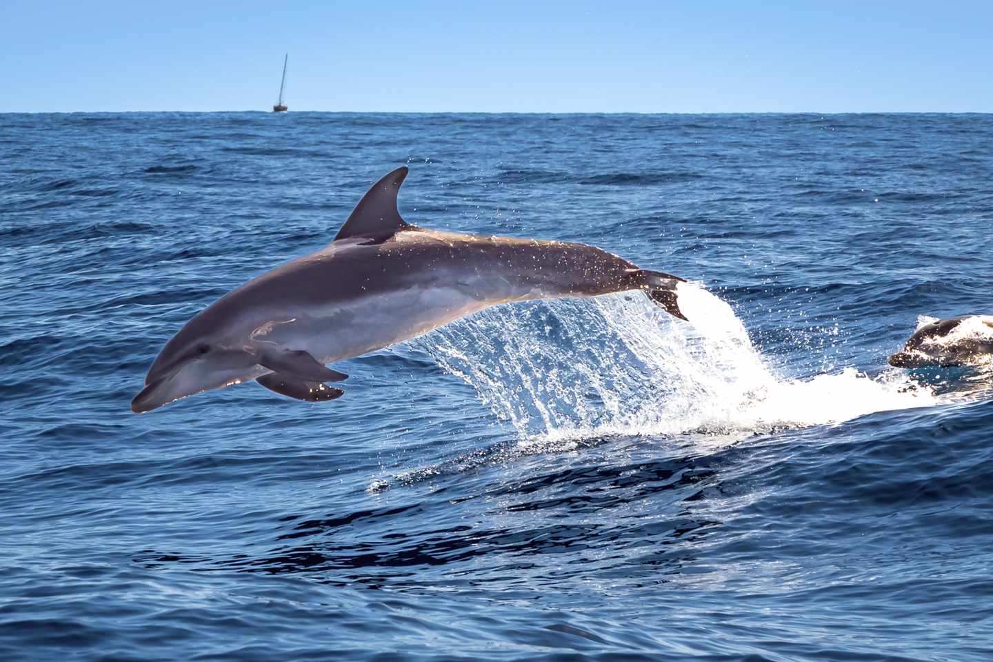 spanien-teneriffa-große-tuemmler-g-1483755940_bearbeitet.jpg