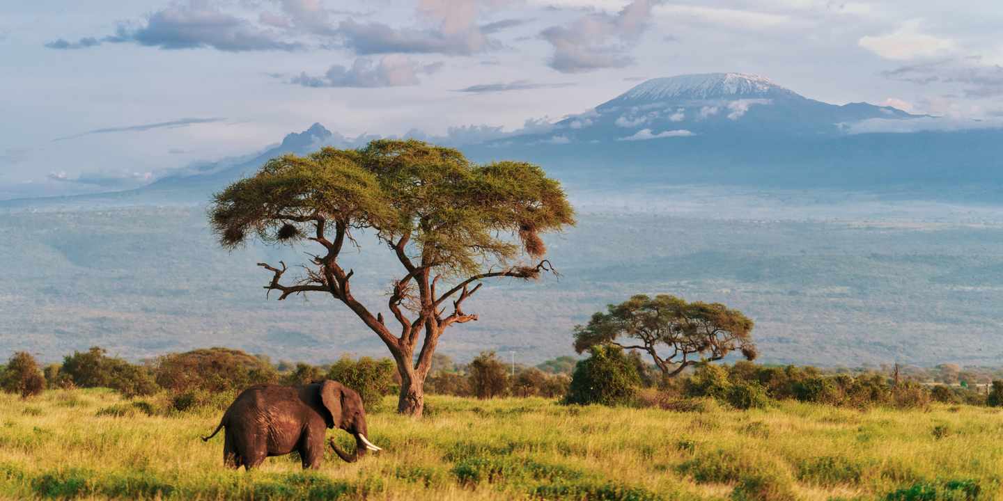 afrika-kenia-elefant-im-amboseli-nationalpark-g-2165343427.jpeg