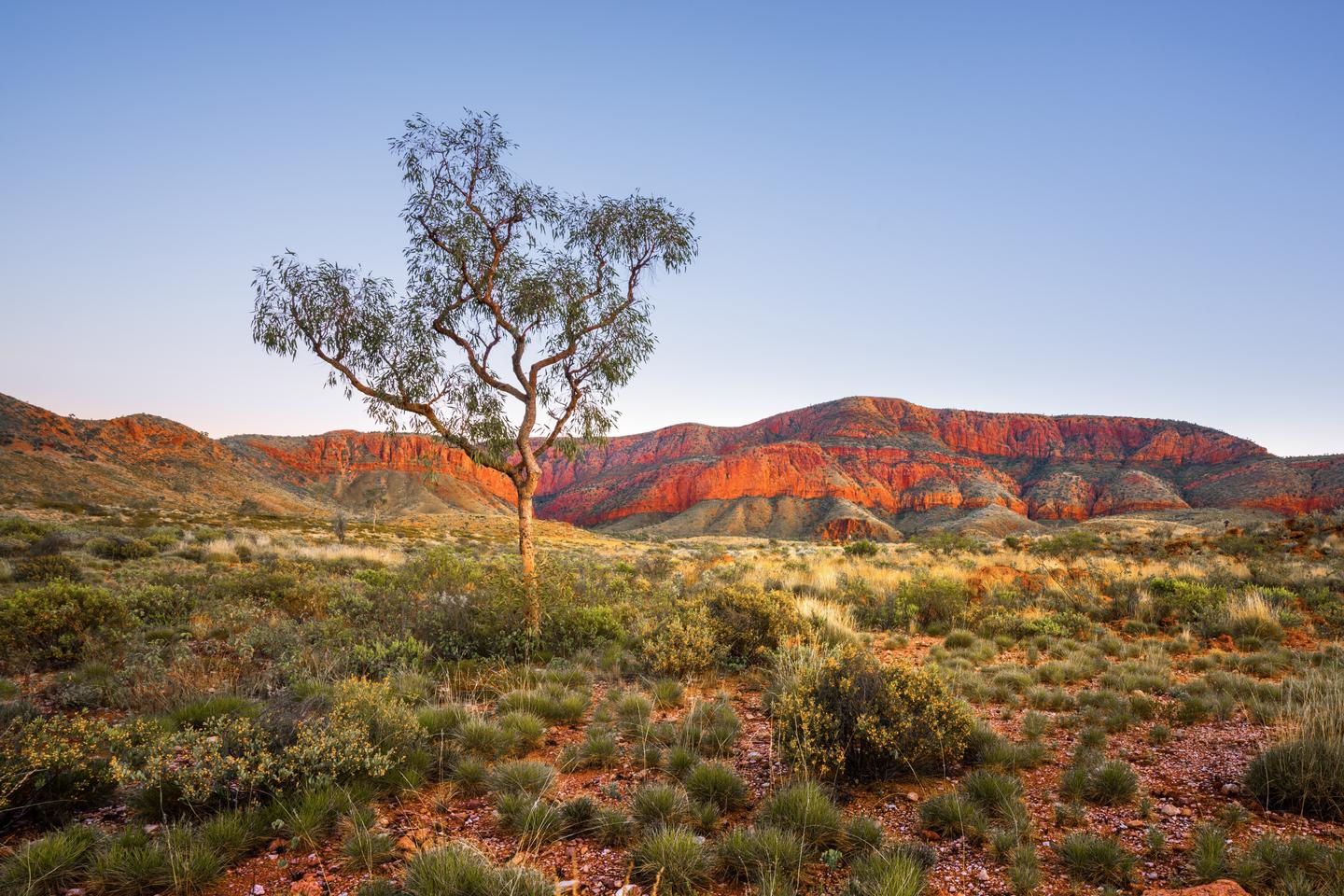 australien-northern-territory-ormiston-pound-baum-g-1434856069.jpg