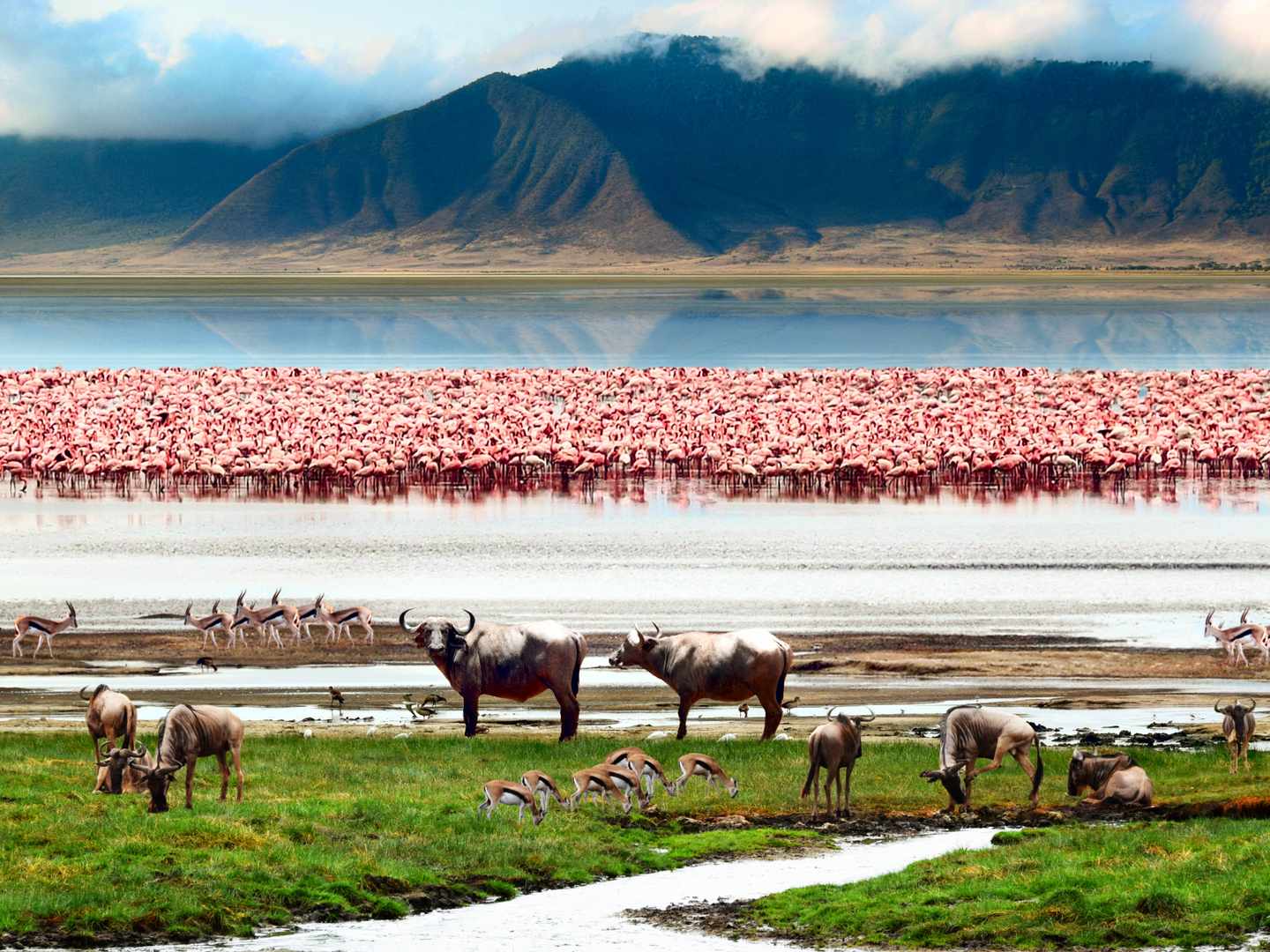 Tansania beste Reisezeit: Flamingos am Ngorongoro Krater 