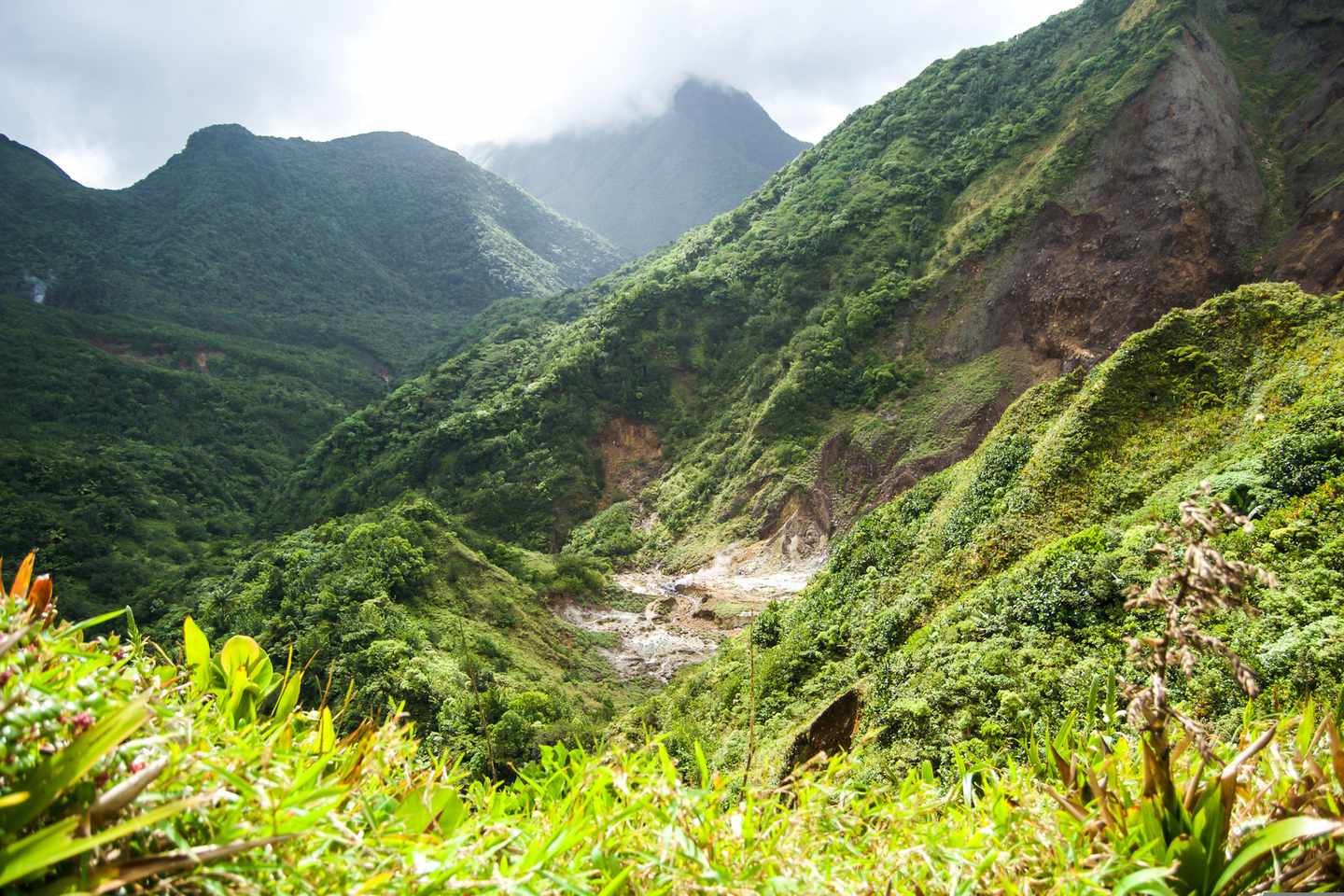 dominica-landschaft-regenwald-t-661661112.jpg
