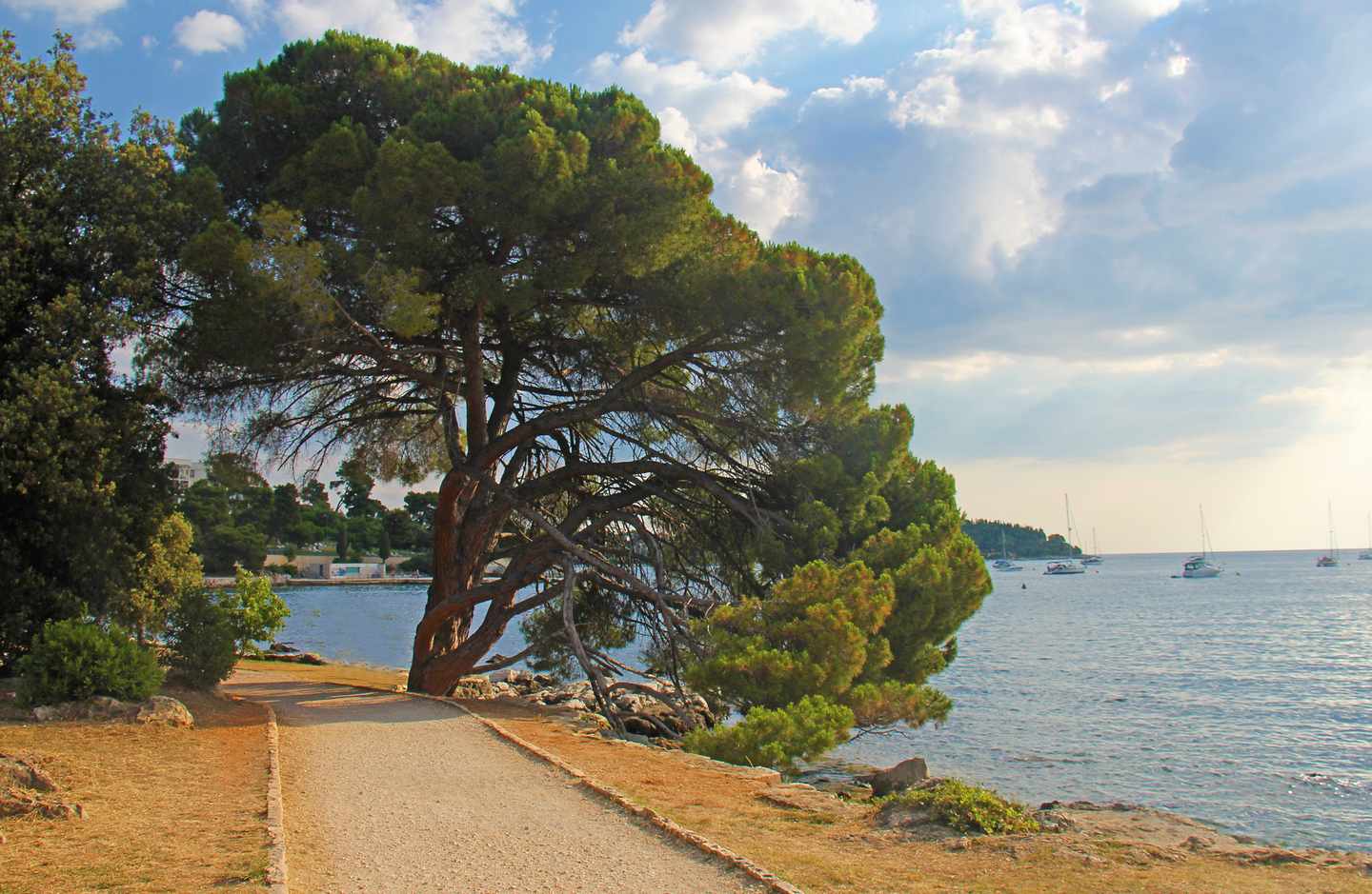 kroatien-strand-von-rovinj-mit-baum-g-947963834.jpg