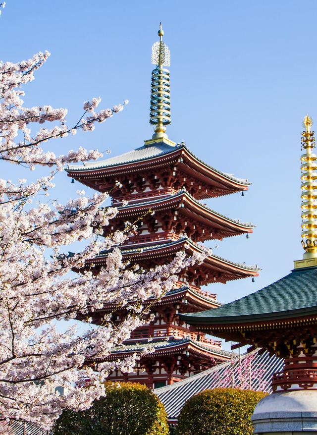 Japan Rundreisen: Kirschblüte in Tokyo