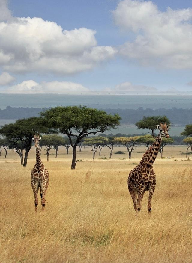 Zur Safari Kenia Masai Mara Giraffen