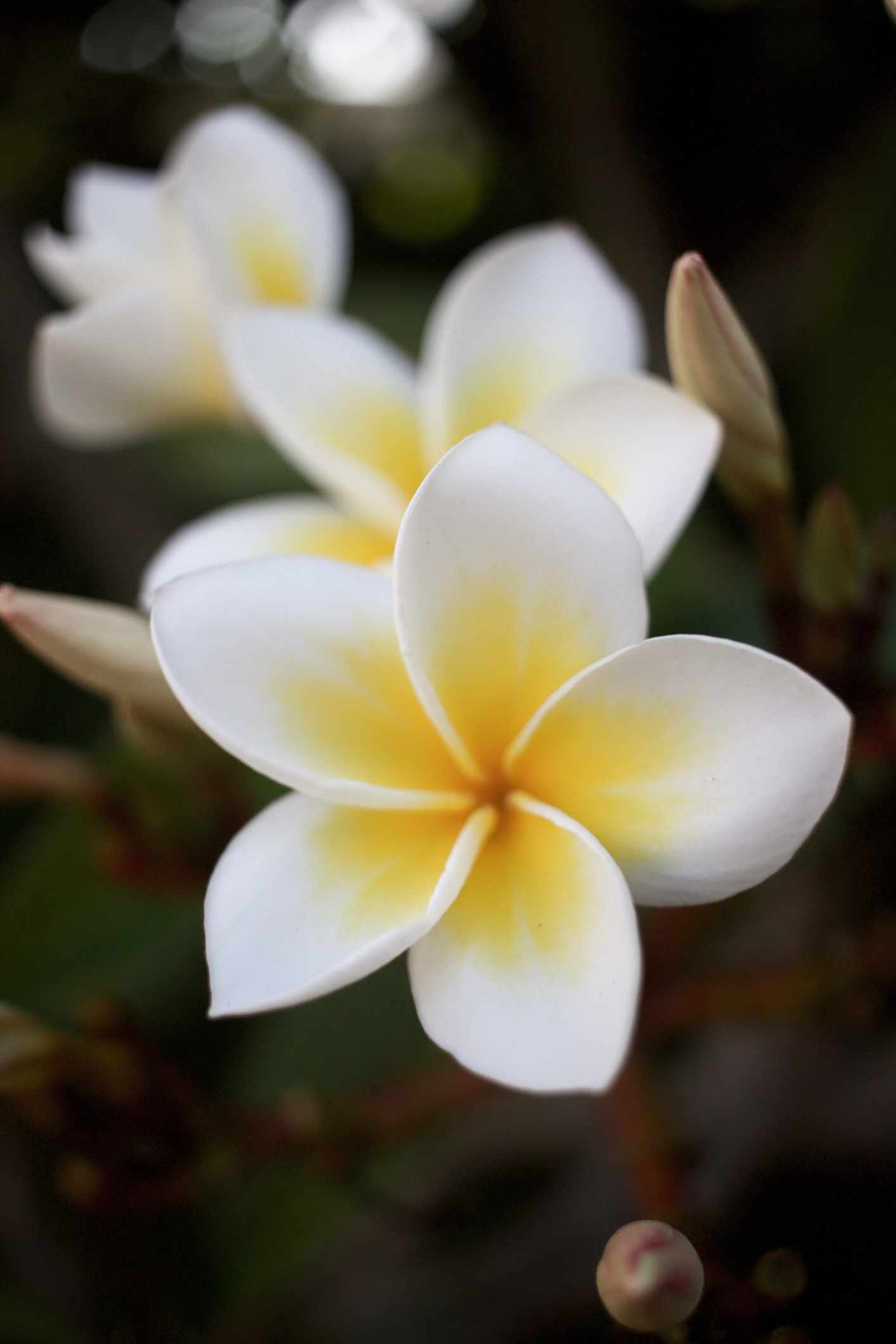 blt513dd8e9f62b4784-Franz_sische-Polynesien-Frangipani-Blume-g-1478139025.jpg Frangipani Blume