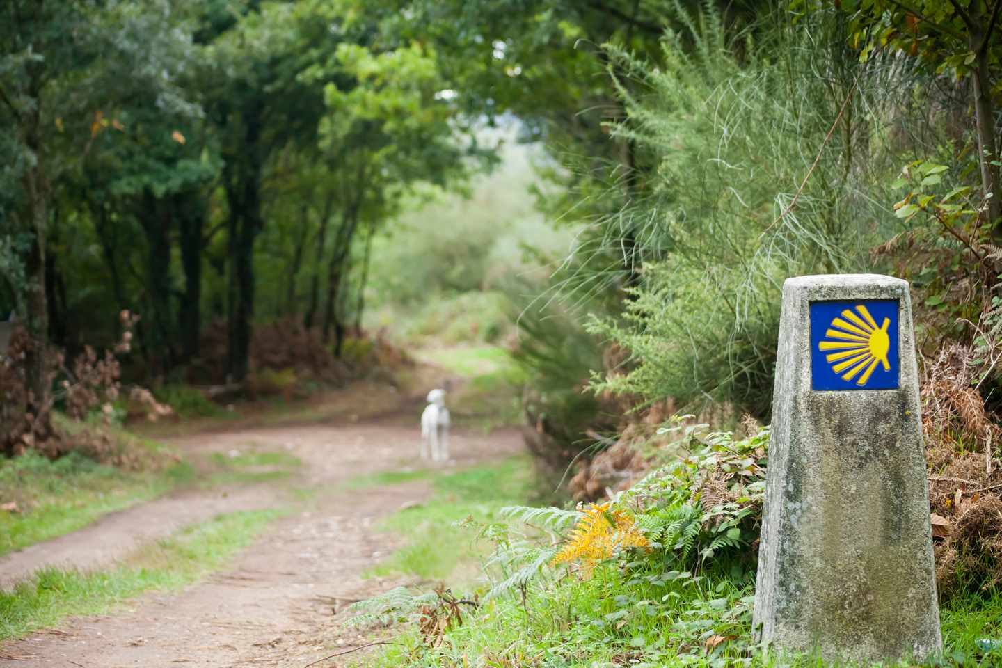 Spanien-Galicien-Santiago-de-Compostela-Jakobsweg-Zeichen-DERTOUR-g-175113211.jpg