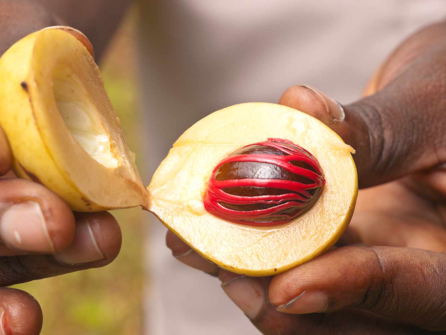 afrika-tansania-sansibar-muskatnuss-frucht-g-185278058.jpg